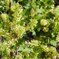 Alpen-Johannisbeere 'Schmidt' - Ribes alpinum 'Schmidt'
