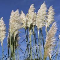 Amerikanisches Pampasgras / Silber-Pampasgras - Cortaderia selloana