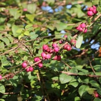 Amethystbeere 'Magic Berry' - Symphoricarpos doorenbosii 'Magic Berry'