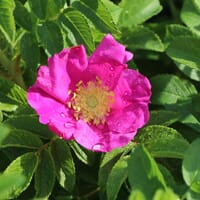 Apfelrose / Kartoffelrose / Hagebutte - Rosa rugosa