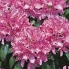 Rhododendron 'Roseum Elegans' - Rhododendron Hybride 'Roseum Elegans'