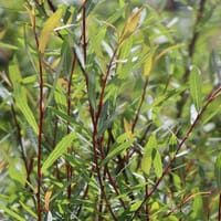 Bachweide / Purpurweide - Salix purpurea