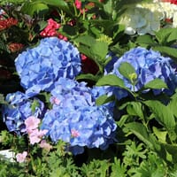 Ballhortensie (Blau) - Hydrangea macrophylla (Blau)