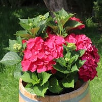 Ballhortensie 'Masja' / 'Sibilla' (rot) - Hydrangea macrophylla 'Masja' / 'Sibilla' (rot)