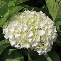 Bauernhortensie weiß - Hydrangea macrophylla weiß