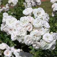 Beetrose 'Aspirin' ® - Rosa 'Aspirin' ®
