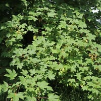 Bergahorn - Acer pseudoplatanus