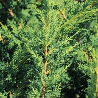 Blaauw's Wacholder - Juniperus chinensis 'Blaauw'