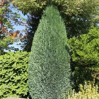 Blaue Säulenzypresse 'Columnaris' / Scheinzypresse 'Columnaris' - Chamaecyparis lawsoniana 'Columnaris'