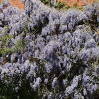 Blauregen / Glyzine / Wisterie / Chinesischer Blauregen - Wisteria sinensis