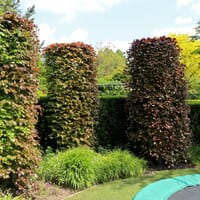Blutbuche 'Purpurea' - Fagus sylvatica 'Purpurea'