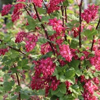 Blutjohannisbeere 'King Edward VII' / Zierjohannisbeere 'King Edward VII' - Ribes sanguineum 'King Edward VII'