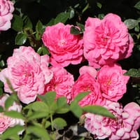 Bodendecker-Rose 'Knirps' ® - Rosa 'Knirps' ® ADR-Rose