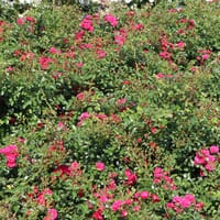 Bodendeckerrose 'Gärtnerfreude' ® / 'Toscana' ® - Rosa 'Gärtnerfreude' ® / 'Toscana' ® ADR-Rose