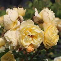 Bodendecker-Rose 'Sonnenschirm' ® - Rosa 'Sonnenschirm' ®