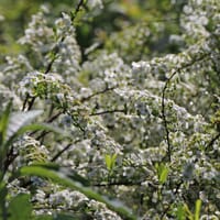 Brautspiere / Schneespiere - Spiraea arguta