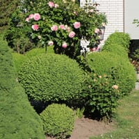 Buchsbaum - Buxus sempervirens
