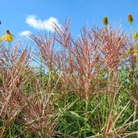 Chinaschilf 'Malepartus' - Miscanthus sinensis 'Malepartus'