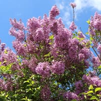 Chinesischer Flieder - Syringa chinensis