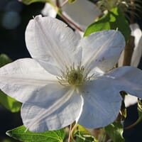 Clematis 'Madame Le Coultre' - Clematis 'Madame le Coultre'