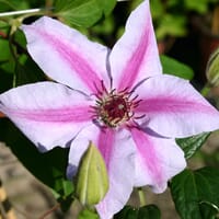 Clematis 'Nelly Moser' - Clematis 'Nelly Moser'