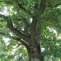 Deutsche Eiche / Stiel-Eiche - Quercus robur