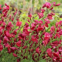 Edelginster 'Boskoop Ruby' - Cytisus scoparius 'Boskoop Ruby'