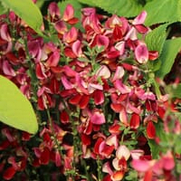 Edelginster 'Burkwoodii' - Cytisus scoparius 'Burkwoodii'