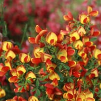 Edelginster 'Lena' - Cytisus scoparius 'Lena'