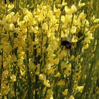 Elfenbein-Ginster 'Allgold' - Cytisus praecox 'Allgold'