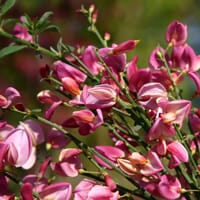 Elfenbeinginster 'Hollandia' - Cytisus praecox 'Hollandia'