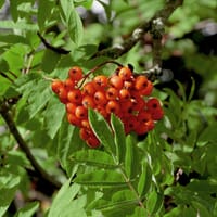 Essbare Vogelbeere / Eberesche 'Edulis' - Sorbus aucuparia 'Edulis'
