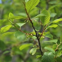 Faulbaum / Pulverholz - Rhamnus frangula