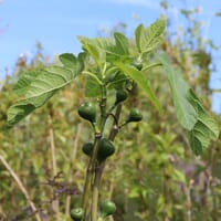 Feige - Ficus carica
