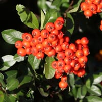 Feuerdorn 'Red Column' - Pyracantha coccinea 'Red Column'