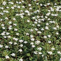 Fingerstrauch 'Nuuk' - Potentilla tridentata 'Nuuk'