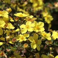 Fingerstrauch / Potentilla - Potentilla fruticosa