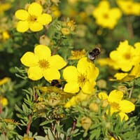 Fingerstrauch / Potentille 'Goldfinger' - Potentilla fruticosa 'Goldfinger'