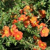 Fingerstrauch 'Red Ace' - Potentilla fruticosa 'Red Ace'