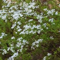 Frühlingsspiere / Feinlaubige Strauchspiere - Spiraea thunbergii