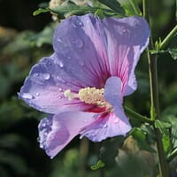 Garteneibisch 'Blue Bird' / 'Oiseau Bleu' - Hibiscus syriacus 'Blue Bird' / 'Oiseau Bleu'