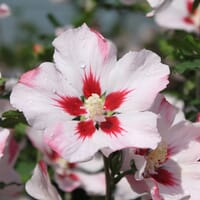 Garteneibisch 'Hamabo' - Hibiscus syriacus 'Hamabo'