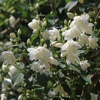 Gefüllter Gartenjasmin / Pfeifenstrauch 'Schneesturm' - Philadelphus 'Schneesturm'