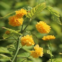 Gefüllter Ranunkelstrauch / Kerrie 'Pleniflora' - Kerria japonica 'Pleniflora'