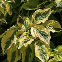 Gelbbunter Hartriegel - Cornus alba 'Spaethii'