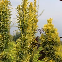 Gelbe Säuleneibe 'Fastigiata Aureomarginata' - Taxus baccata 'Fastigiata Aureomarginata'