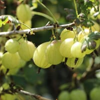 Gelbe Stachelbeere 'Invicta' (ertragreich & robust) - Ribes uva-crispa 'Invicta'