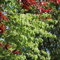 Gemeine Heckenkirsche / Rote Heckenkirsche - Lonicera xylosteum