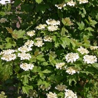 Gemeiner Schneeball - Viburnum opulus