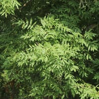 Gewöhnliche Esche / Gemeine Esche / Hohe Esche - Fraxinus excelsior